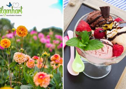 Bloemen plukken + luxe ijscoupe of 12-uurtje bij Wilgenhart