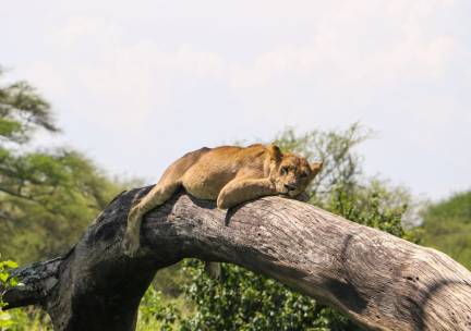 Grand Tour van Krater tot Eindeloze Savannes