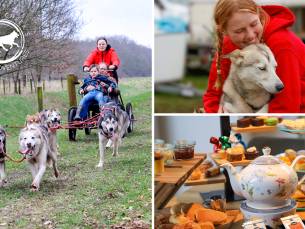 Huskyactiviteit naar keuze