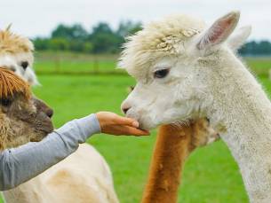 Alpaca experience (1,5 uur) + koffie/thee + gebak