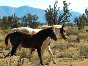 Grand Canyon West Rim 5-in-1-Tour