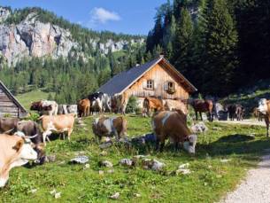 Geniet met het hele gezin van een zorgeloze vakantie in de Oostenrijkse Alpen! Verblijf in een STUDIO of APPRTEMENT in een 4*-aparthotel met wellness & incl. Pyhrn-Priel Active Card