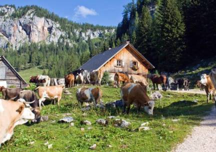 Geniet met het hele gezin van een zorgeloze vakantie in de Oostenrijkse Alpen! Verblijf in een STUDIO of APPRTEMENT in een 4*-aparthotel met wellness & incl. Pyhrn-Priel Active Card