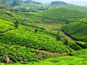 Theeplantages van Munnar