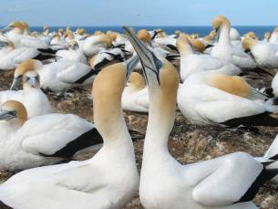 Muriwai Beach und Gannet Öko-Tour mit Weinprobe