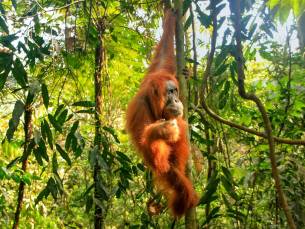 Ontdek Noord-Sumatra en relax op Bali
