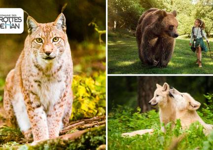 Entree tot het Wildpark (entree kind: 4 t/m 11 jaar)