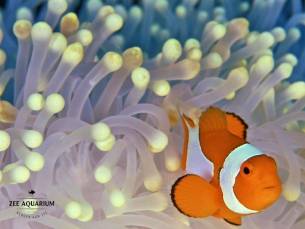Entree Zee Aquarium Bergen aan Zee
