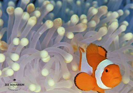 Entree Zee Aquarium Bergen aan Zee