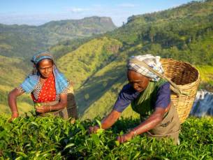 Theeplantages van Sri Lanka