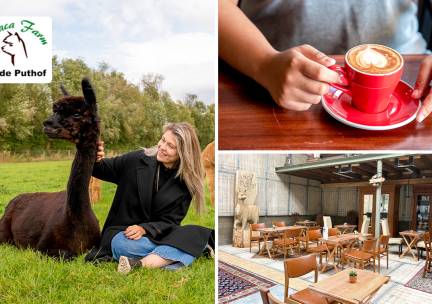 Alpaca experience (1,5 uur) + koffie/thee + gebak