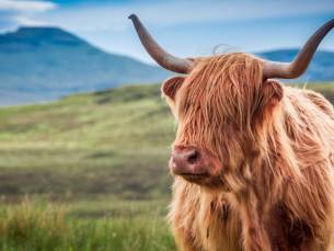 Ontdek de Schotse Hooglanden & IJslandse fjorden: 9-daagse reis incl. 8-daagse cruise vanaf Rotterdam o.b.v. volpension of all-inclusive - incl. vlucht & overnachting in Reykjavik!