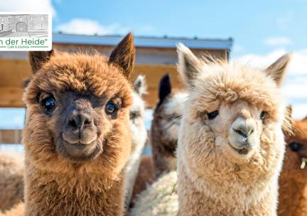 Alpaca meet & greet (90 minuten) + taart + koffie of thee