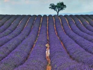 Lavendel gemeinsamer halbtägiger Ausflug von Aix-en-Provence