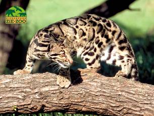 Entree Dierenpark Zie-ZOO