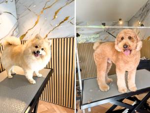 Trim- of wellnessbehandeling voor honden