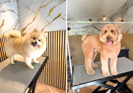 Trim- of wellnessbehandeling voor honden