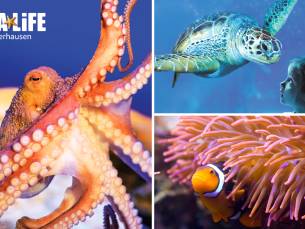 Entree voor SEA LIFE Oberhausen + digitaal fotopakket