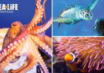 Entree voor SEA LIFE Oberhausen + digitaal fotopakket