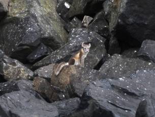 Rundum Spitzbergen - Im Reich von Eisbär & Eis