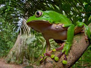 Natuurschoon van de Amazone