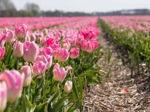 Fietscruise voorjaarstour tulpen en Nederlands erfgoed met De Nassau
