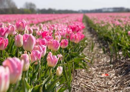 Fietscruise voorjaarstour tulpen en Nederlands erfgoed met De Nassau