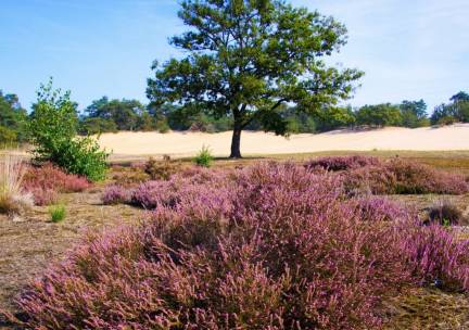 Geniet in hartje Venray Noord-Limburg incl. ontbijt
