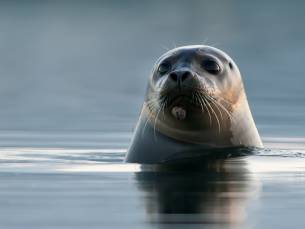 Zeehondensafari (3 uur)