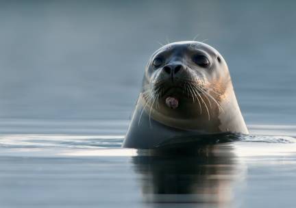 Zeehondensafari (3 uur)