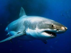 Kooiduiken met Witte Haaien