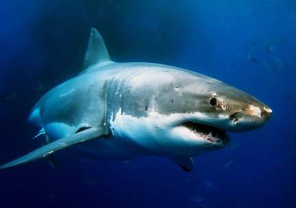 Kooiduiken met Witte Haaien