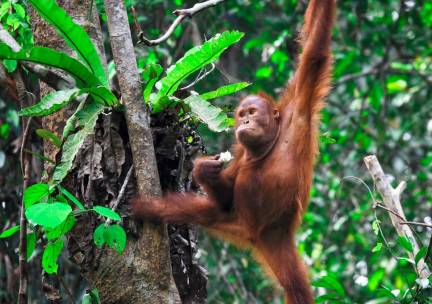Grand Tour De Wildernis van Borneo