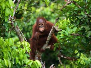 Javaans verleden, orang-oetans en Bali