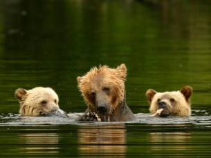 Grizzly beren van Knight Inlet
