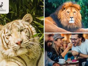 Backstage bij Stichting Leeuw (2,5 uur) + VR experience + koffie/thee + gebak