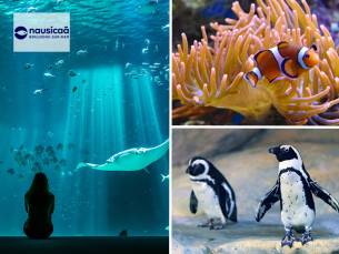 Entree Nausica&aacute;, het grootste aquarium van Europa