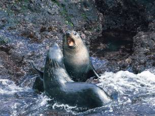 Atlantische Odyssee, ohne Antarktische Halbinsel