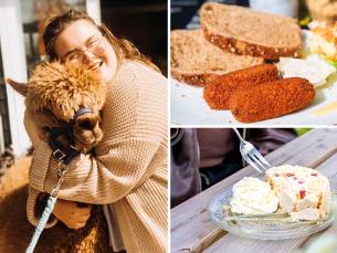 Alpaca Meet & Feed incl. gebak + drankje naar keuze of 12-uurtje bij Wilgenhart