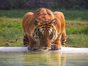 Tijgers in Ranthambore National Park