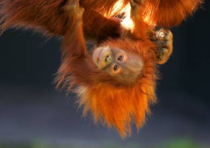 Best Deal Sumatra's orang-oetans en magisch Bali