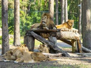 Je ontspannende gezinsvakantie op de L&uuml;neburger Heide