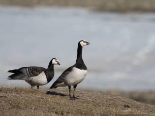 Arktischer Ozean, Fair Isle - Jan Mayen - Eiskante - Spitzbergen, Vogelbeobachtung