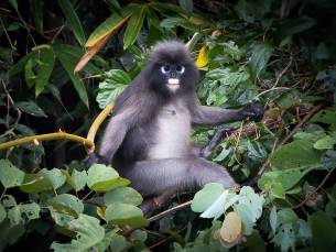 Natuurlijk Thailand
