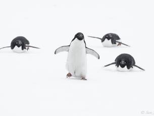 Weddell Sea - Basecamp