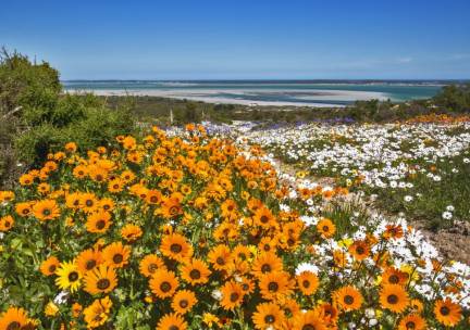 Onontdekte Westkust, Cederbergen en Rooibos