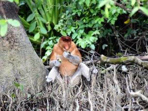 Discover West-Maleisi&euml; en veelzijdig Sarawak