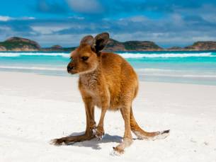 Grand Tour Australi&euml; Superior