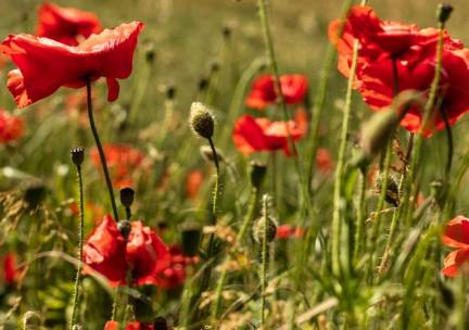 Fietsen in de Yorkshire Wolds