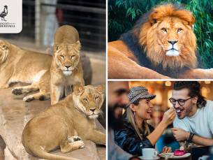 Backstage bij Stichting Leeuw (2,5 uur) + VR experience + koffie/thee + gebak